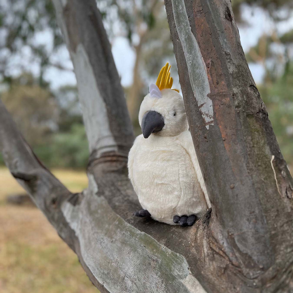 Cockatoo - Timber Tinkers