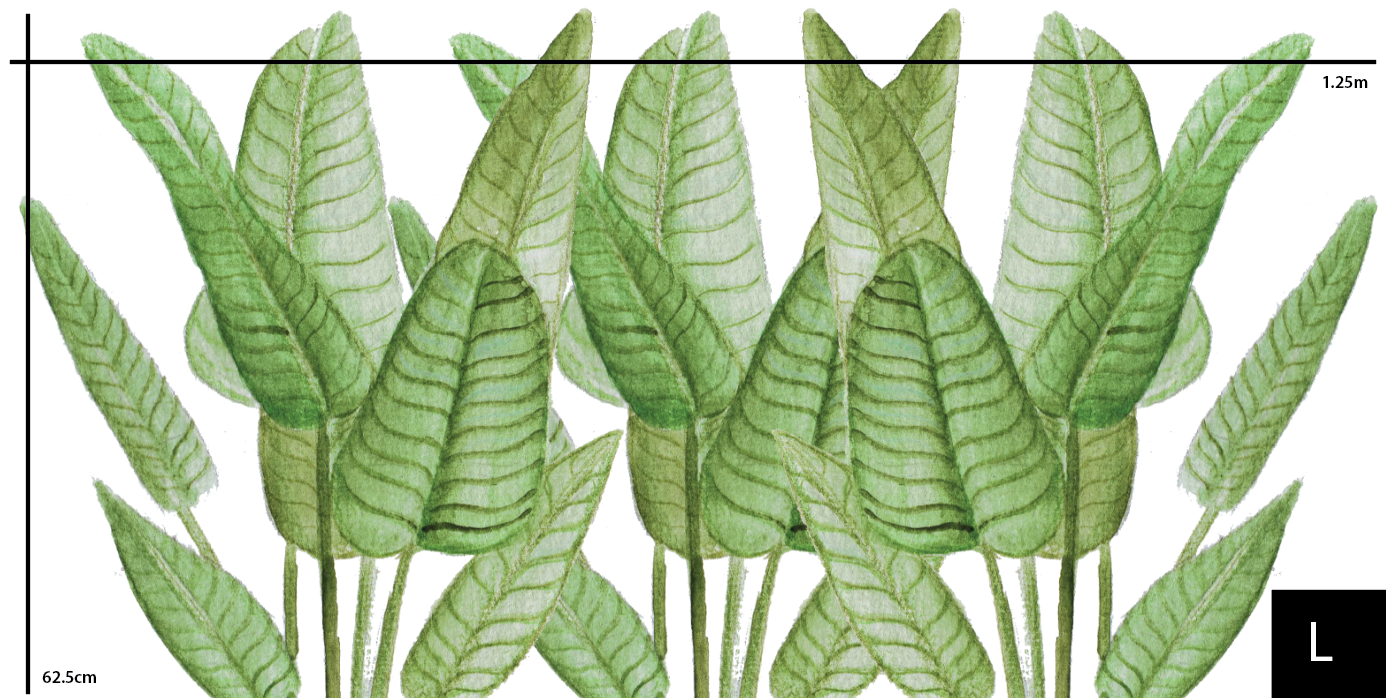 Wild Ferns